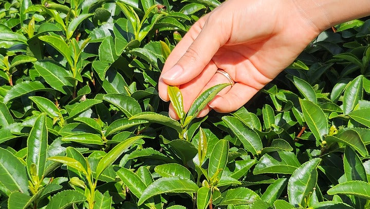 Main cueillant la jeune pousse tendre au sommet d'un théier dans un champ ensoleillé, sélection manuelle des meilleures feuilles
