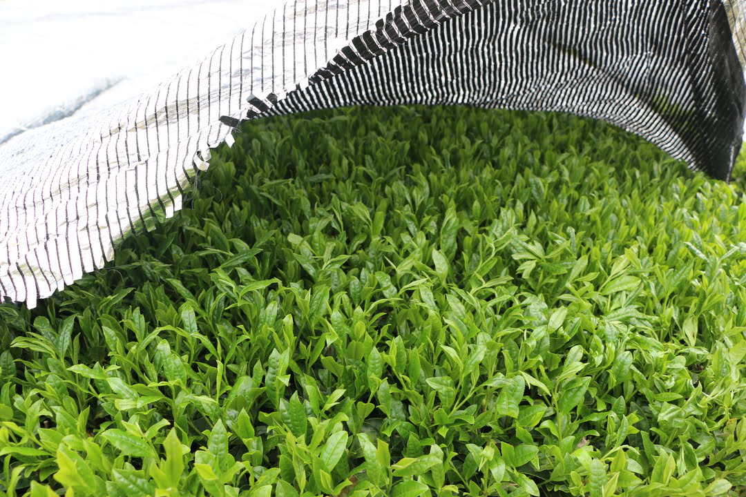 Plants de thé recouverts d'un filet d'ombrage noir avant la récolte, technique qui enrichit les feuilles en chlorophylle et L-théanine