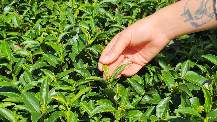 Jeune pousse de théier cueillie à la main dans un champ de matcha bio au Japon, terroir tracé par Fuwa Matcha