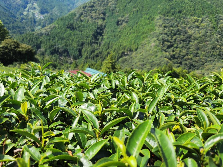Théiers d'origine, Japon
